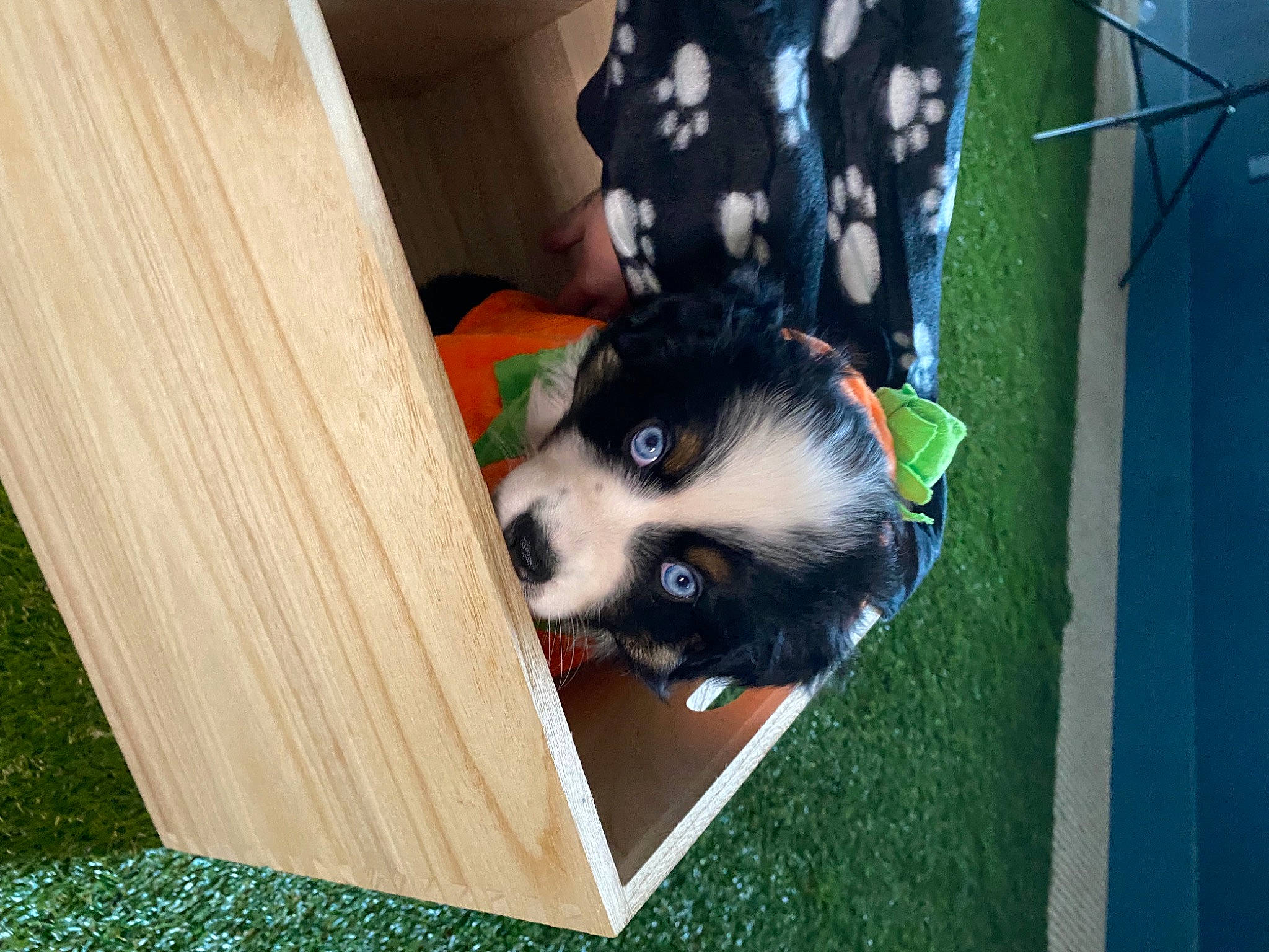 Filly joined the competition — help win amazing prizes! canidae, carnivore, companion_dog, dog, dog_breed, dog_supply, fur, grass, hardwood, herding_dog, non_sporting_group, snout, sporting_group, whiskers, wood, working_dog