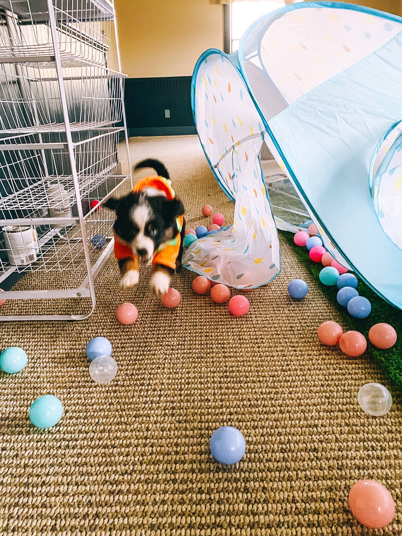 Filly joined the competition — help win amazing prizes! animal_shelter, cage, carnivore, circle, companion_dog, event, flooring, fun, grass, leisure, mesh, pet_supply, play, rabbit, recreation, tablecloth, tableware, tail, toy, world