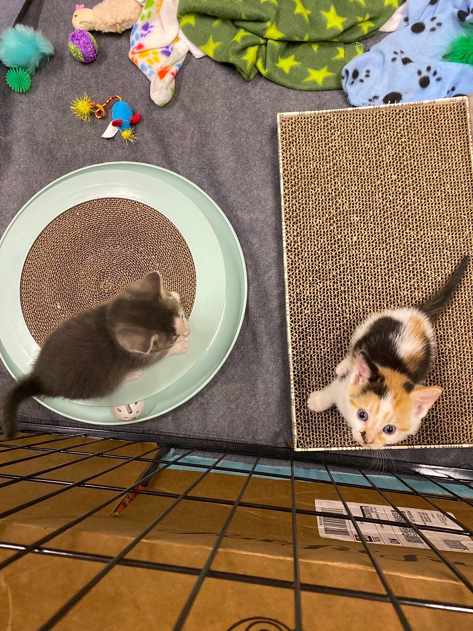 Angelica is registered to the contest to win money with this photo: adaptation, animal_feed, carnivore, coffee_cup, cup, dishware, drinkware, fawn, felidae, ingredient, linens, organism, pet_supply, recipe, rectangle, serveware, snout, tableware, tail, wood