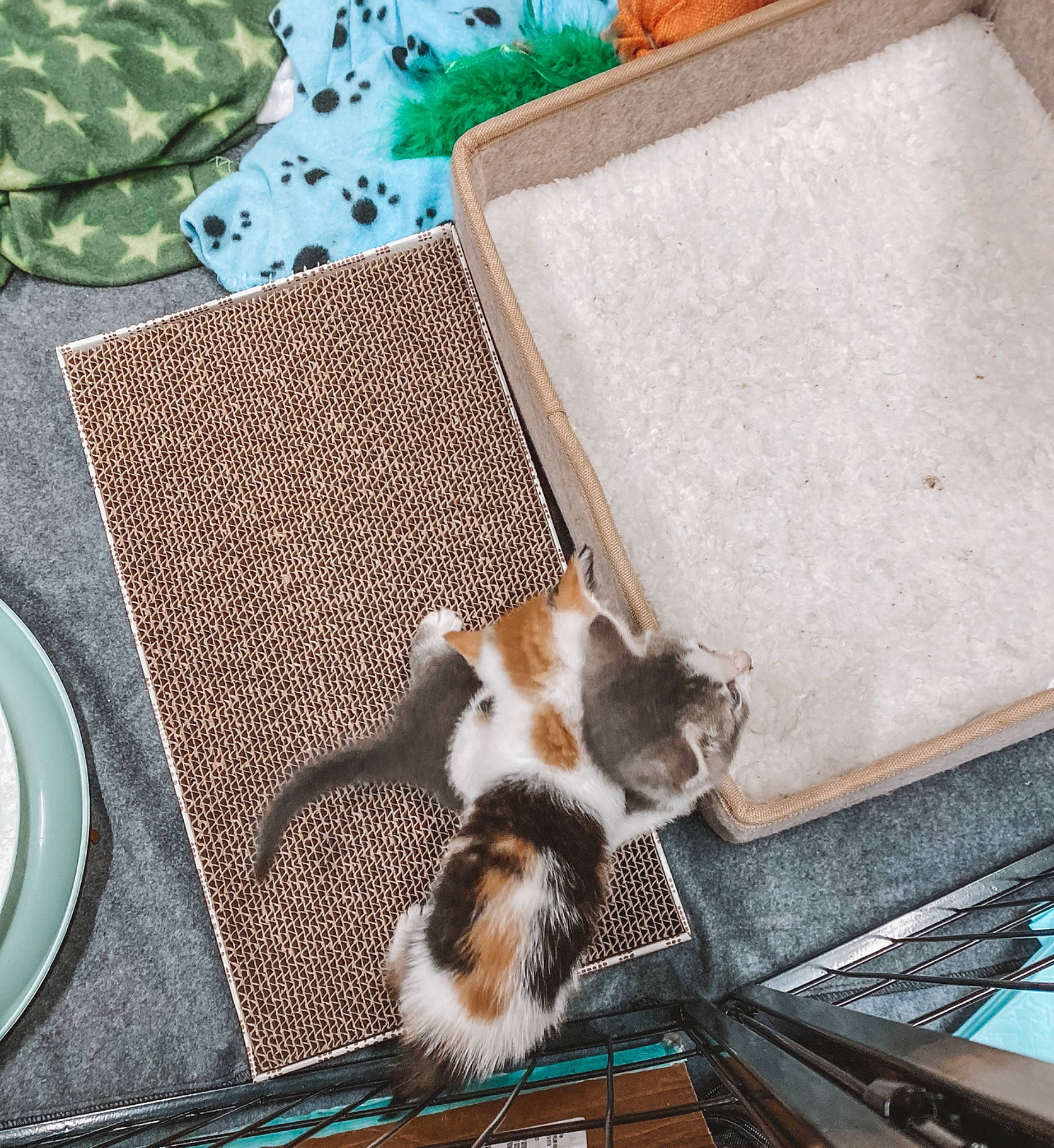 Angelica is registered to the contest to win money with this photo: book, carnivore, cat, cup, dishware, domestic_short_haired_cat, felidae, fur, linens, pattern, plate, porcelain, recipe, serveware, small_to_medium_sized_cats, tableware, tail, textile, whiskers, wood