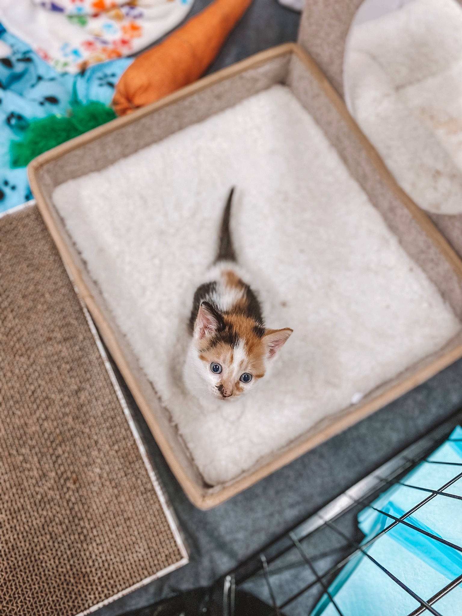 Angelica joined the competition — help win amazing prizes! canidae, carnivore, cat, domestic_short_haired_cat, fawn, felidae, floor, flooring, fur, hardwood, linens, paw, plate, recipe, rectangle, room, small_to_medium_sized_cats, tail, whiskers, wood