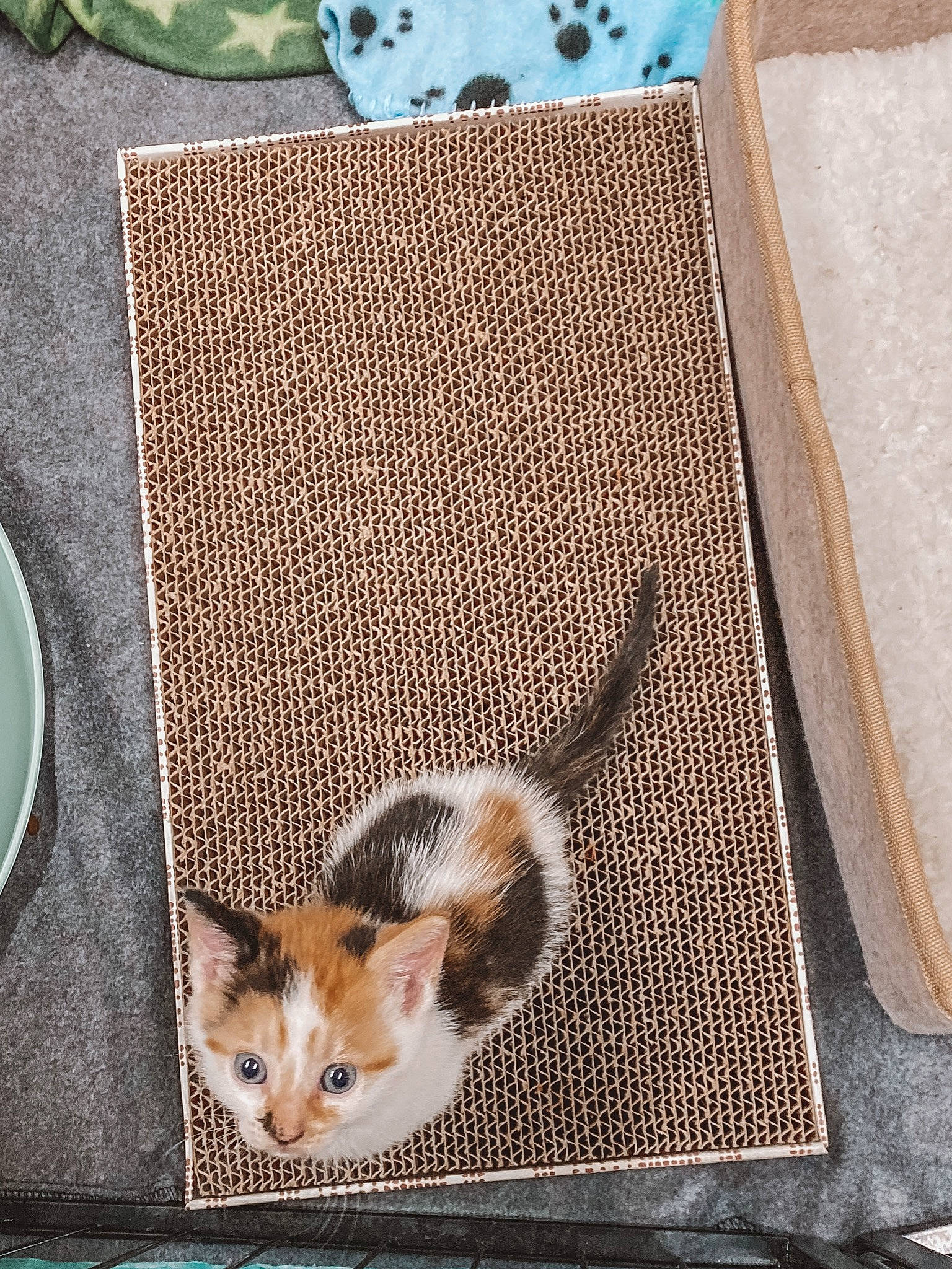 Angelica joined the competition — help win amazing prizes! art, bag, basket, carnivore, cat, domestic_short_haired_cat, fashion_accessory, fawn, felidae, fur, linens, mouse, pattern, rectangle, small_to_medium_sized_cats, snout, tail, textile, whiskers, wood