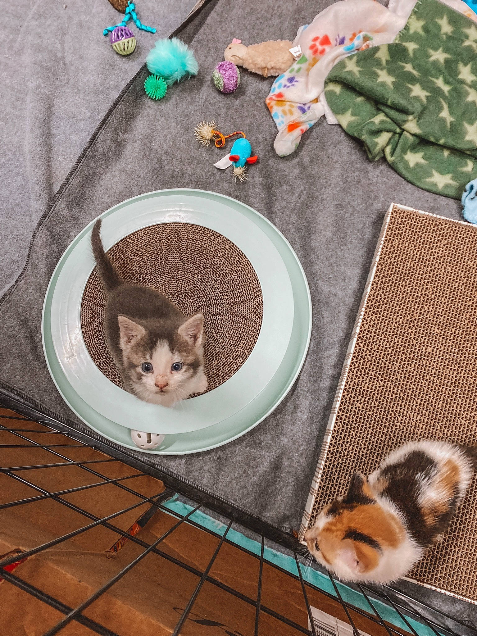 Aurora is registered to the contest to win money with this photo: carnivore, cat, cat_supply, dishware, fawn, felidae, fur, mammal, pet_supply, plate, platter, porcelain, rectangle, serveware, small_to_medium_sized_cats, table, tableware, tail, vertebrate, whiskers