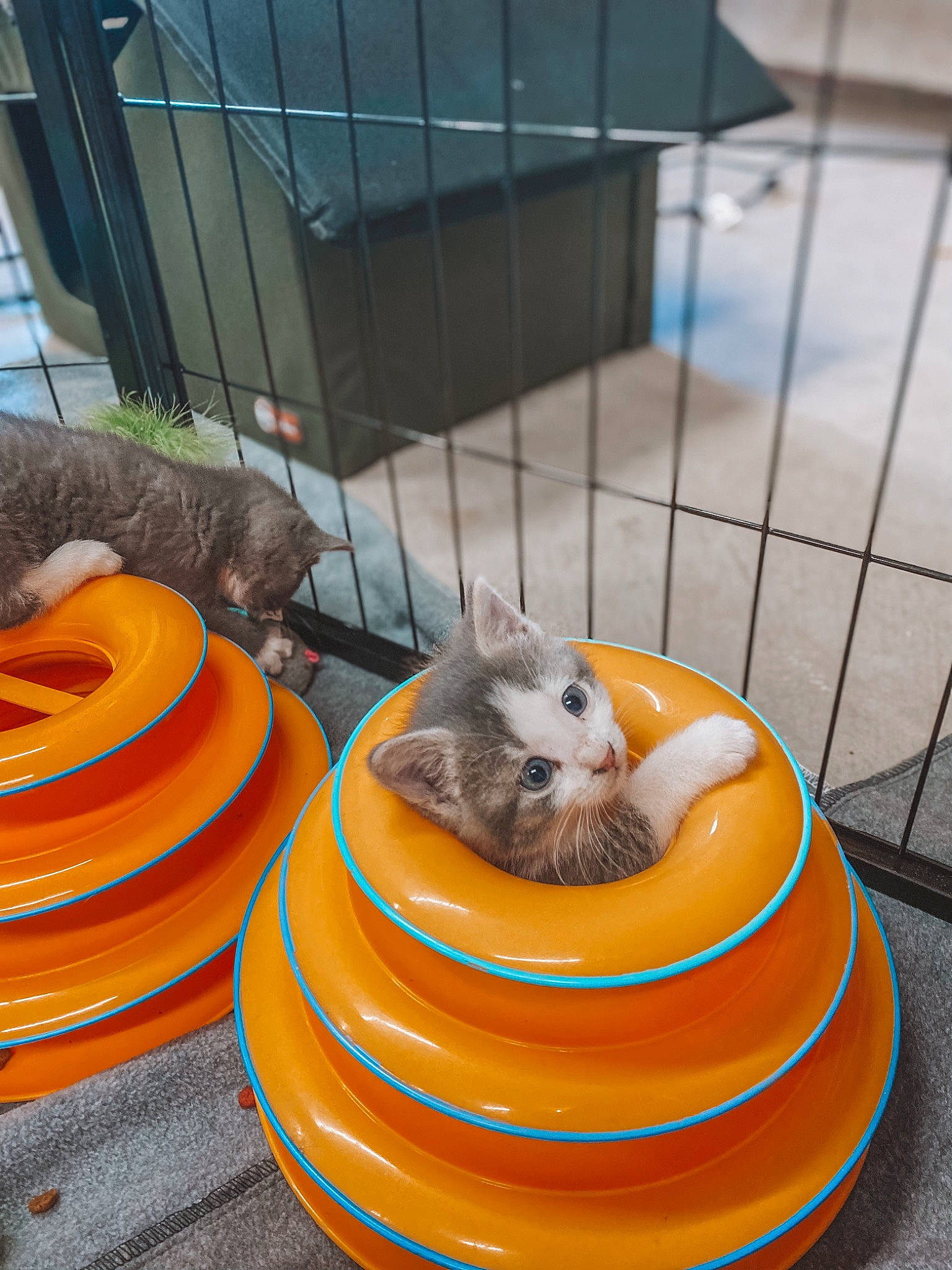 Aurora is registered to the contest to win money with this photo: animal_feed, animal_shelter, automotive_tire, cage, carnivore, circle, fawn, felidae, hamster, line, mammal, pet_supply, rodent, small_animal_food, small_to_medium_sized_cats, squirrel, tail, vertebrate, whiskers, yellow