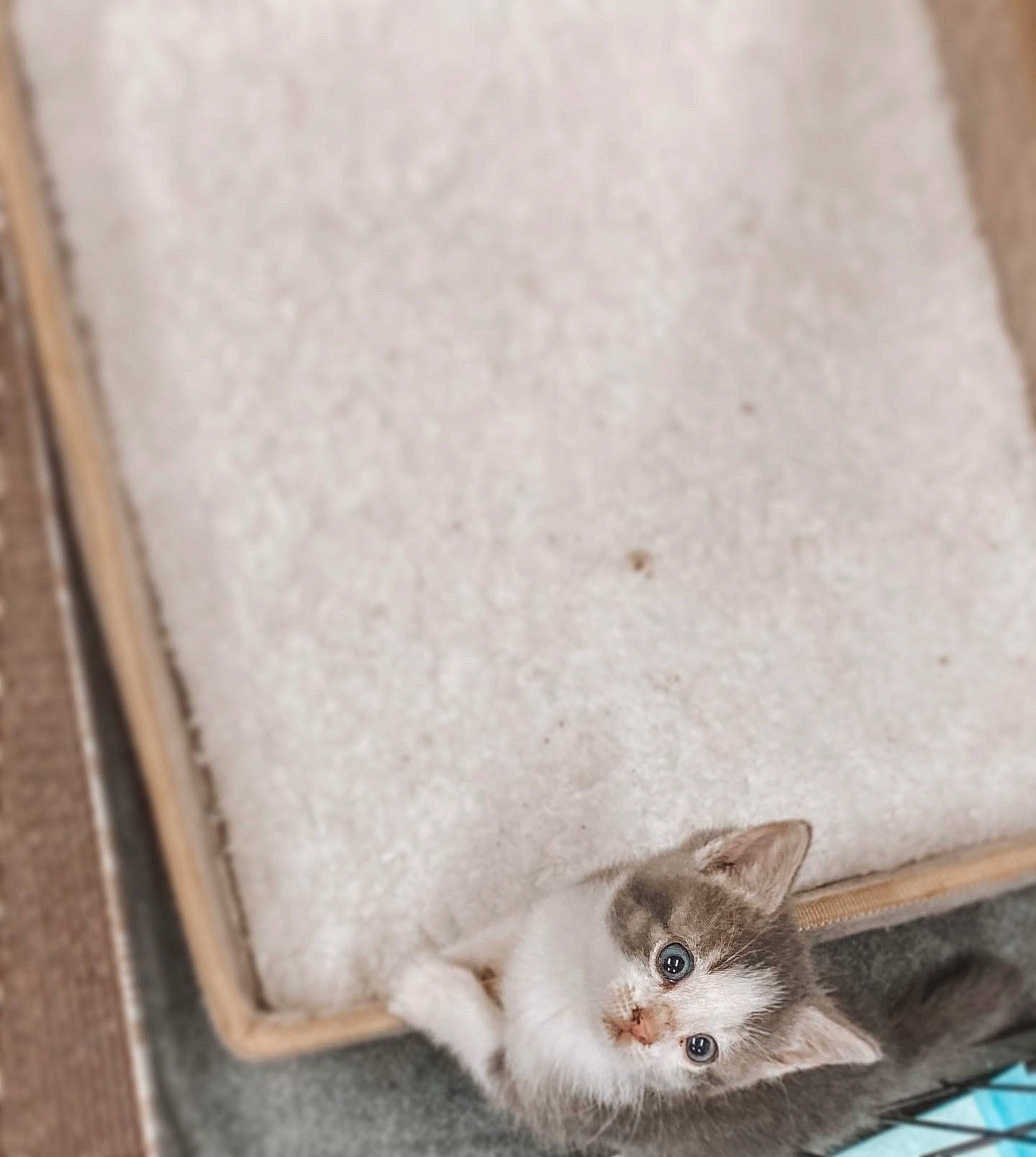Aurora is registered to the contest to win money with this photo: carnivore, cat, domestic_short_haired_cat, eye, fawn, felidae, flooring, fur, grey, hardwood, linens, paw, road_surface, sitting, small_to_medium_sized_cats, snout, tail, whiskers, white, wood