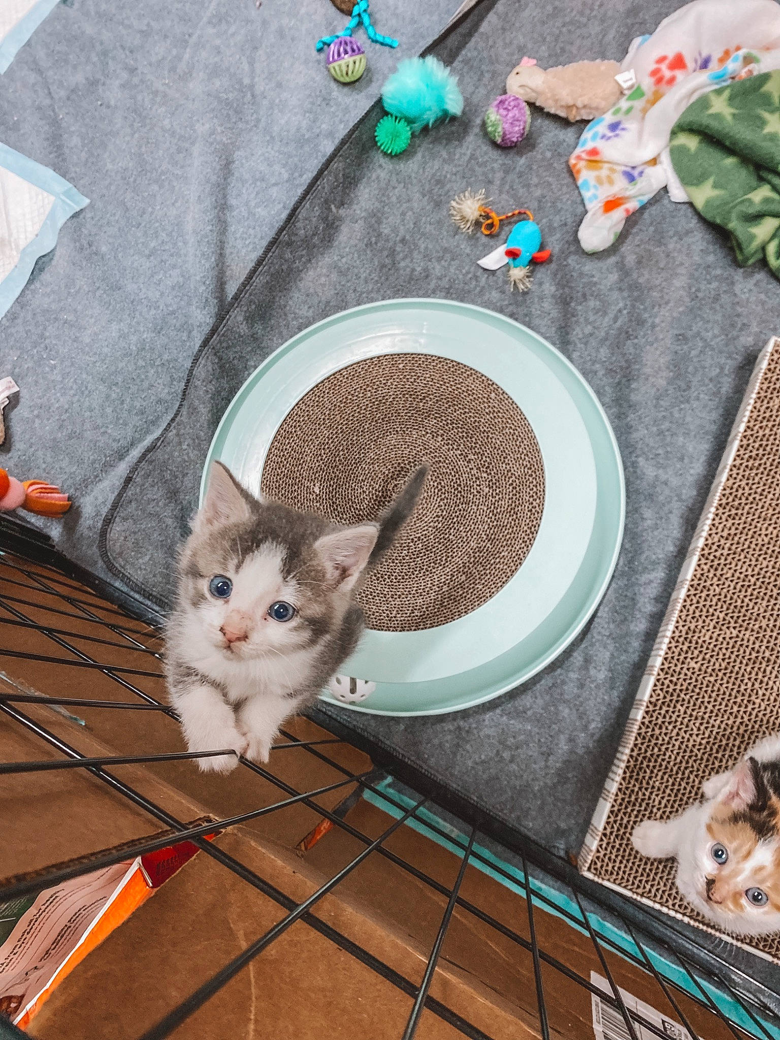 Aurora joined the competition — help win amazing prizes! carnivore, cat, circle, dishware, domestic_short_haired_cat, fawn, felidae, flooring, grey, linens, pattern, plate, rectangle, serveware, sleeve, small_to_medium_sized_cats, tableware, tail, textile, whiskers