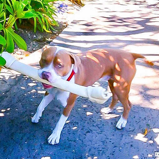 Dozer