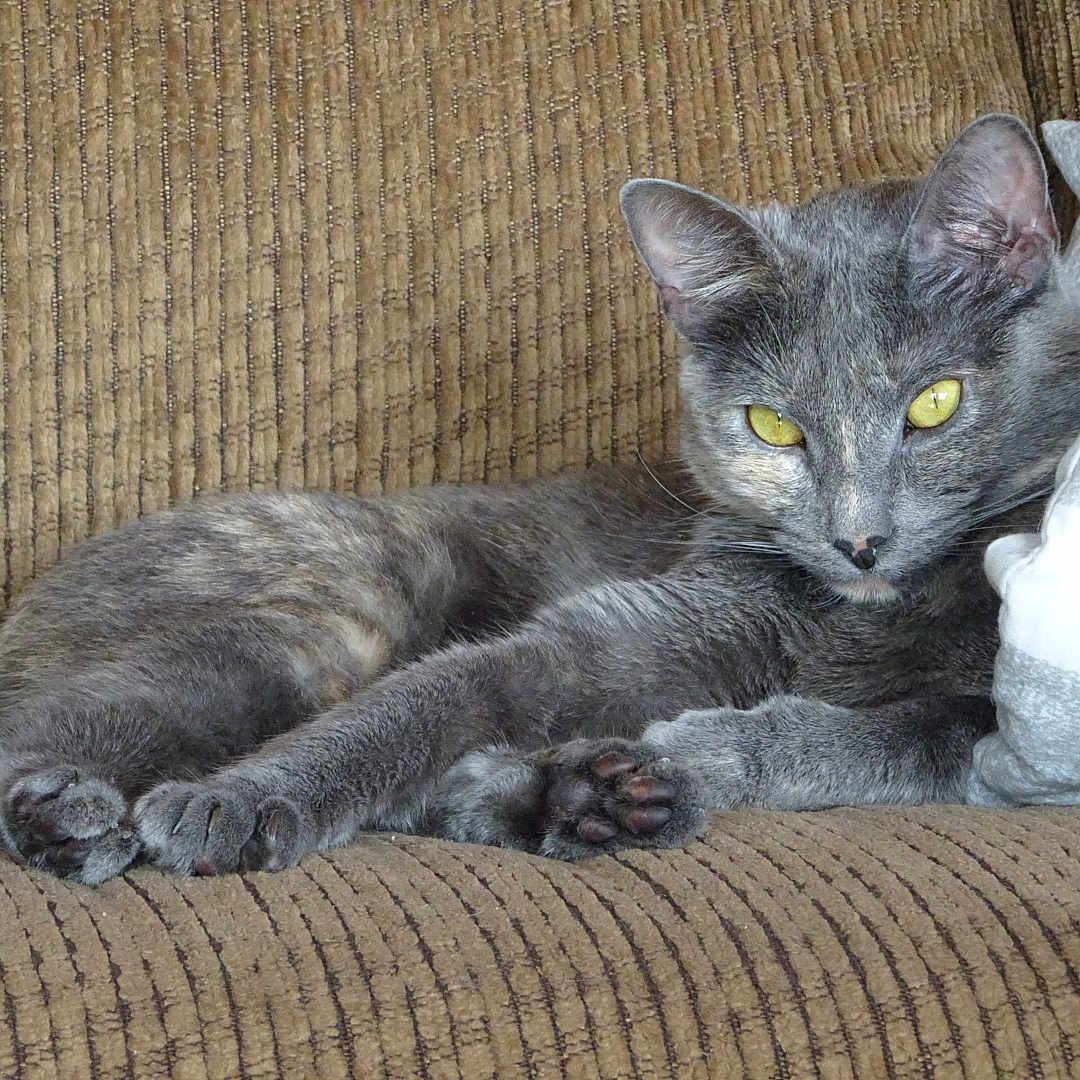 Ember