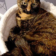 Shana participe au concours pour gagner de l'argent avec cette photo : cat, tortoiseshell_cat, pet, feline, animal, fur, whiskers, ears, eyes, indoors, bed, blanket, cozy, lounging, sitting, portrait, close_up, calm, brown_fur, black_fur