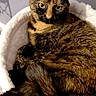 cat, tortoiseshell_cat, pet, feline, animal, fur, whiskers, ears, eyes, indoors, bed, blanket, cozy, lounging, sitting, portrait, close_up, calm, brown_fur, black_fur