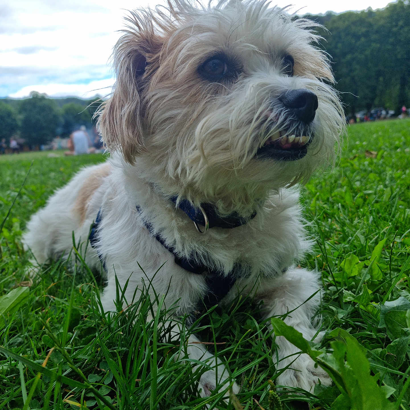 Popof participe au concours pour gagner de l'argent avec cette photo : animal, blurred_background, canine, collar, daytime, dog, ears, eyes, fur, grass, greenery, happy, leisure, muzzle, nature, outdoor, park, pet, snout, tongue
