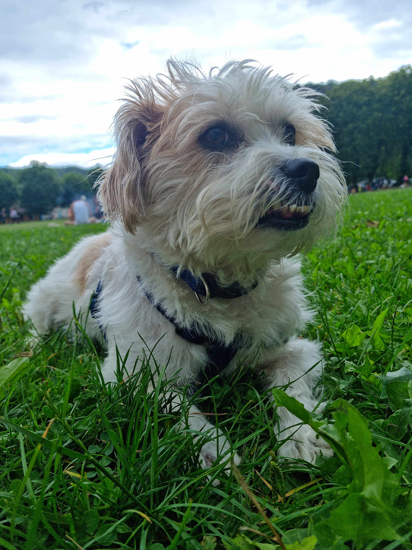 Popof participe au concours pour gagner de l'argent avec cette photo : dog, grass, outdoor, park, canine, pet, fur, animal, nature, greenery, daytime, collar, happy, tongue, muzzle, ears, eyes, snout, leisure, blurred_background