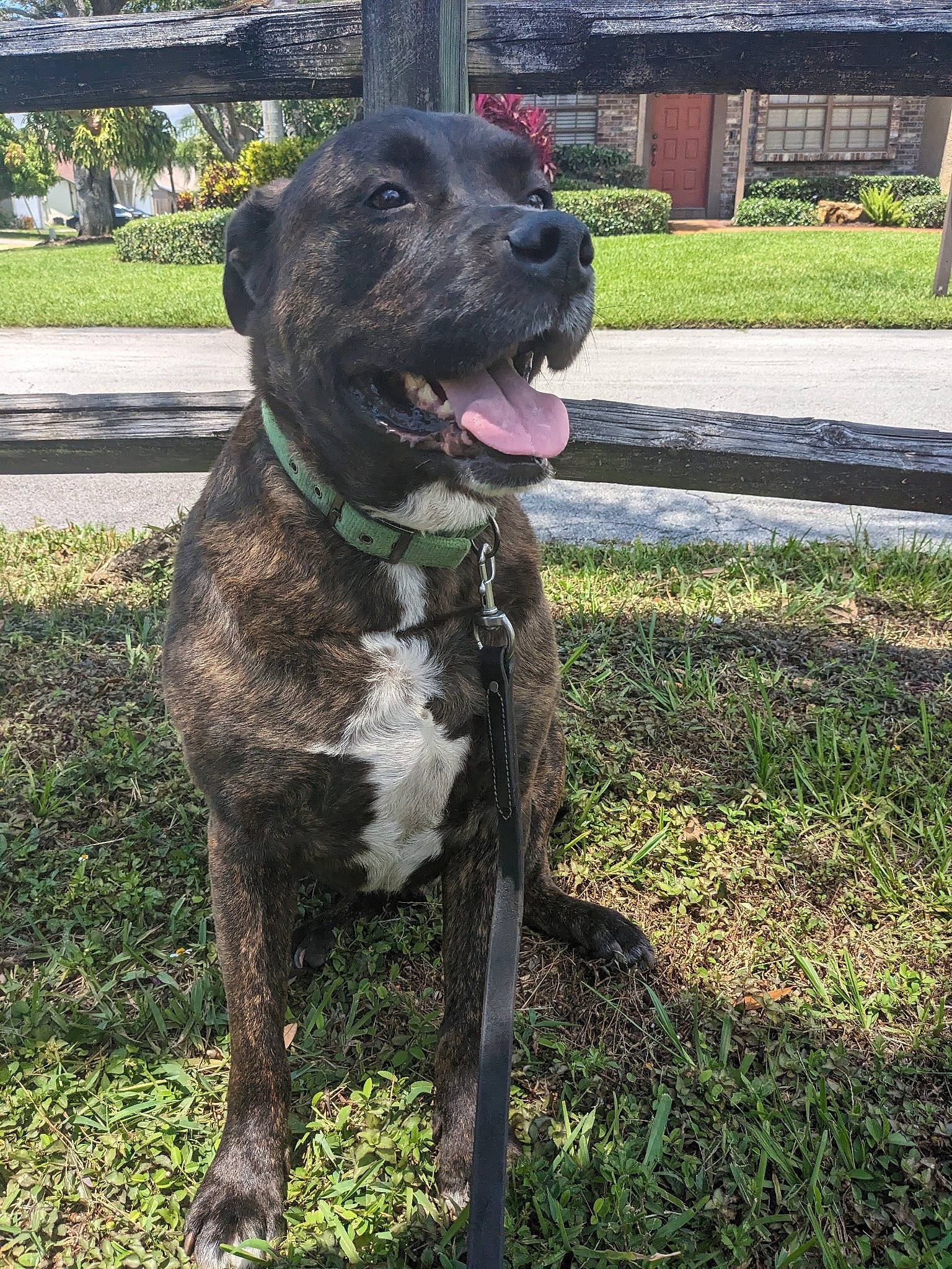 Hans joined the competition — help win amazing prizes! art, canidae, carnivore, collar, companion_dog, dog, dog_breed, dog_collar, fawn, fur, grass, gun_dog, liver, plant, sporting_group, tail, terrestrial_animal, tree, working_animal, working_dog