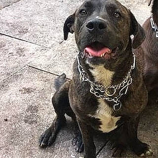 Hans joined the competition — help win amazing prizes! american_pit_bull_terrier, american_staffordshire_terrier, ancient_dog_breeds, bandog, beagador, cane_corso, canidae, carnivore, dog, dog_breed, labrador_retriever, mammal, mountain_cur, non_sporting_group, pit_bull, rare_breed_dog, snout, sporting_group, vertebrate