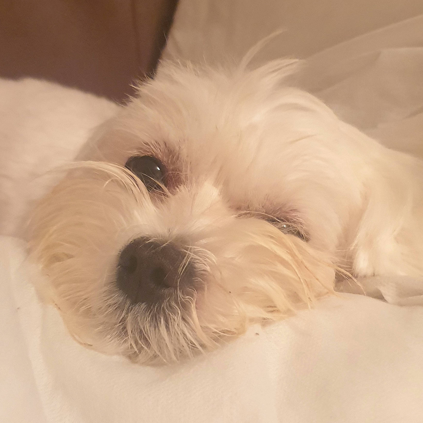 Kara is registered to the contest to win money with this photo: bolonka, canidae, carnivore, companion_dog, dog, dog_breed, ear, kyi_leo, maltepoo, maltese, mammal, nose, puppy, puppy_love, rare_breed_dog, schnoodle, shih_tzu, snout, toy_dog, west_highland_white_terrier