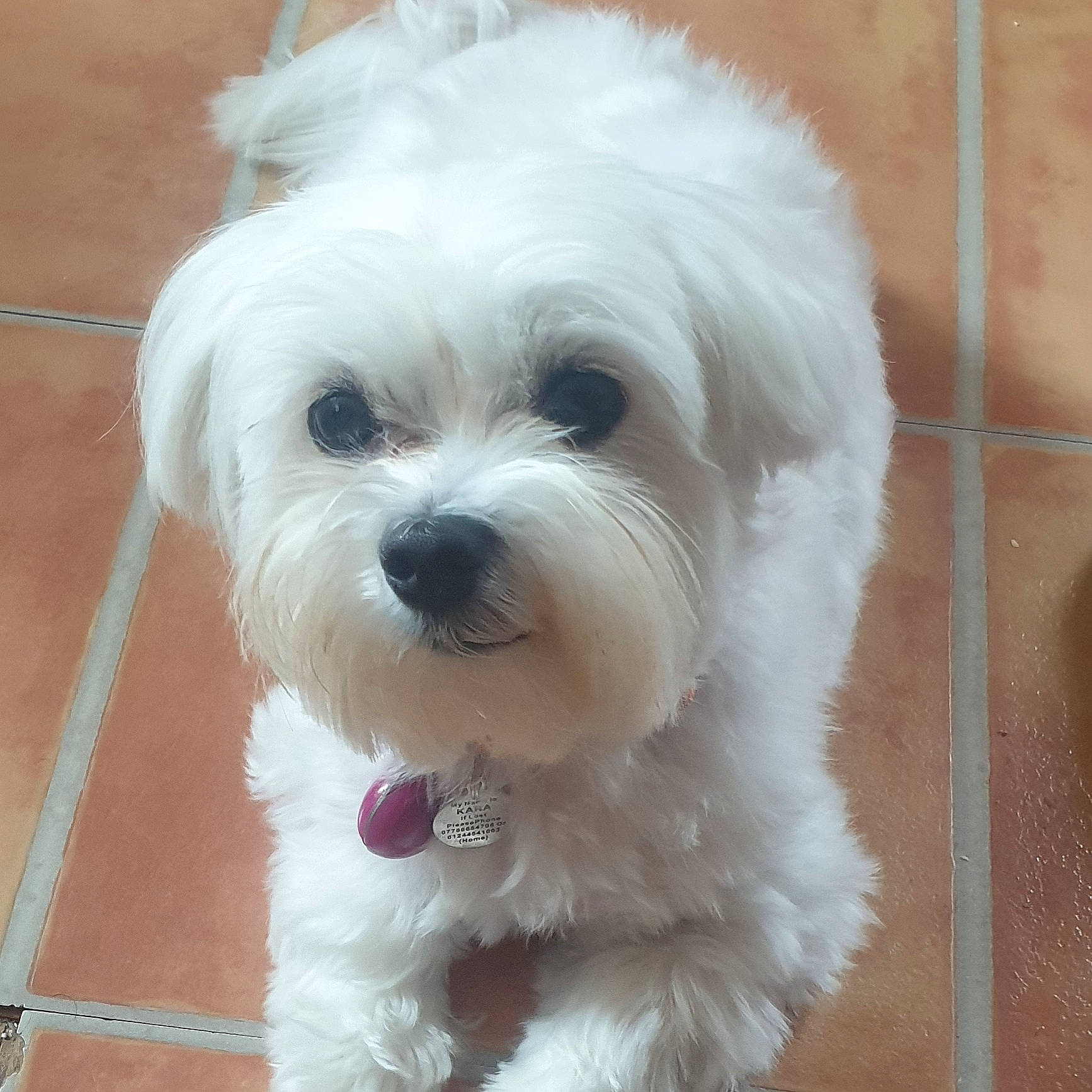 Kara joined the competition — help win amazing prizes! bichon, bolonka, canidae, carnivore, cockapoo, companion_dog, coton_de_tulear, dog, dog_breed, havanese, kyi_leo, lowchen, maltepoo, maltese, mammal, nose, puppy, snout, vertebrate, west_highland_white_terrier