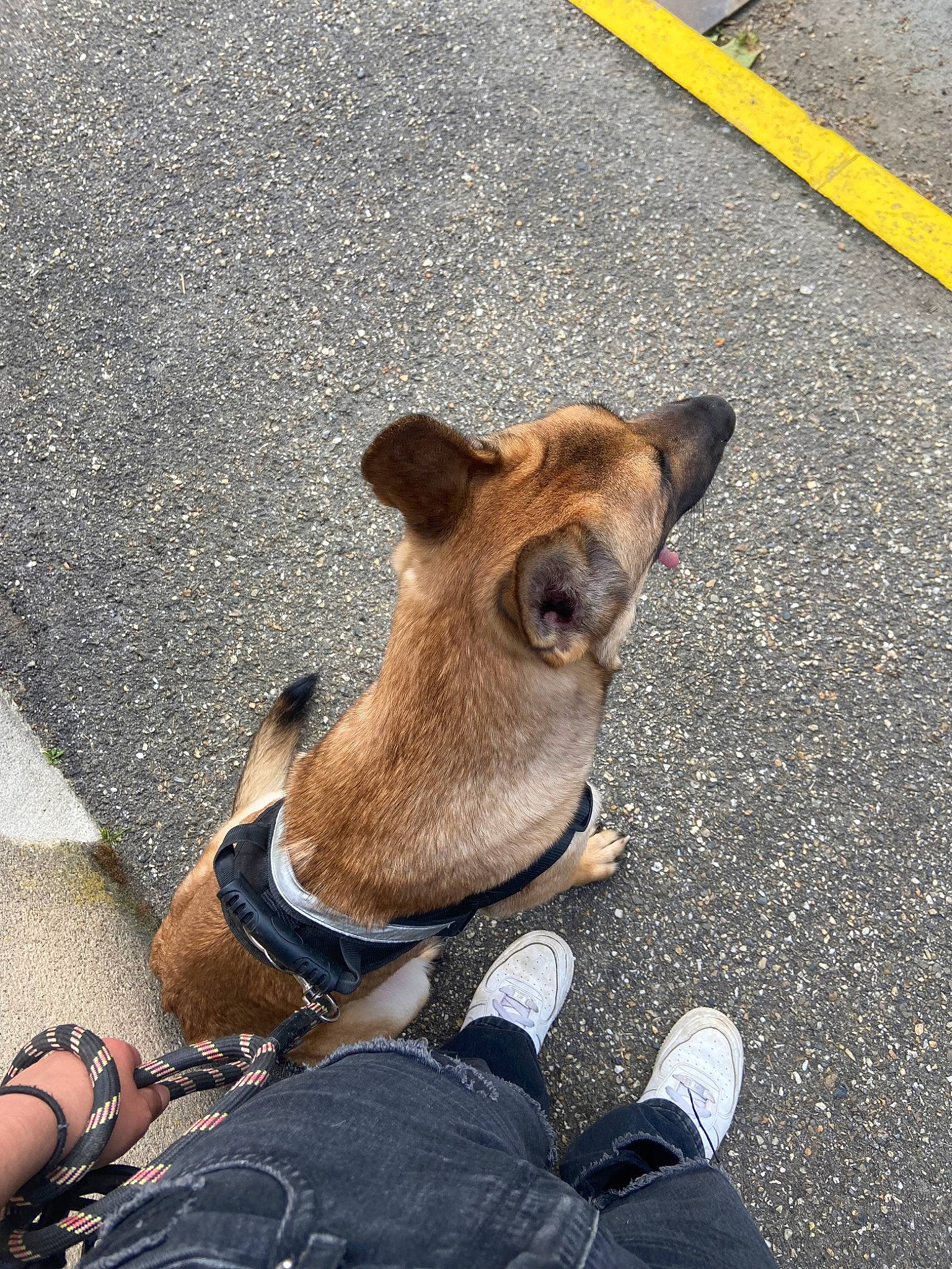 Thora participe au concours pour gagner de l'argent avec cette photo : asphalt, carnivore, collar, companion_dog, dog, dog_breed, dog_collar, eyewear, fawn, flooring, foot, hat, human_leg, leash, road_surface, sidewalk, snout, toy_dog, whiskers, working_animal