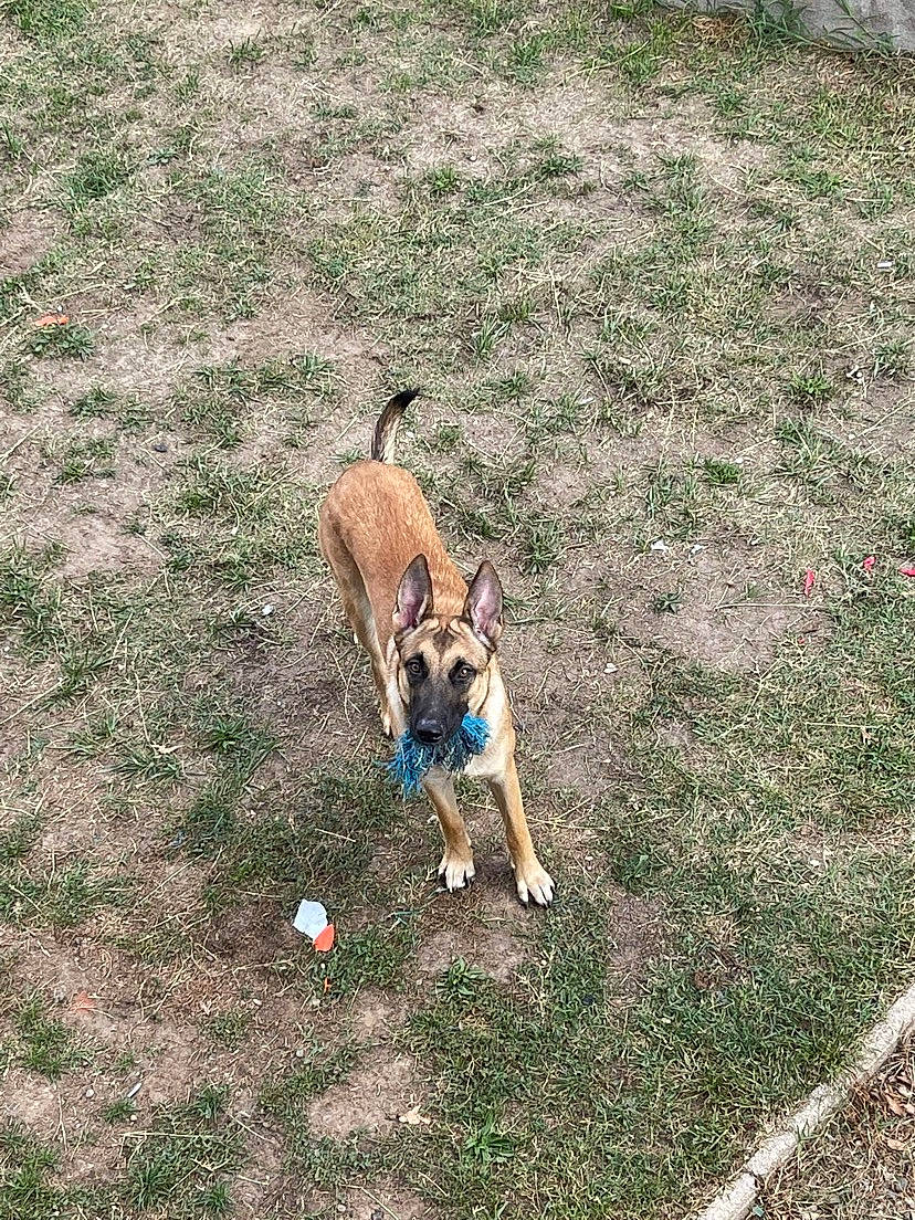 Thora a rejoint le concours — aidez-le/la à gagner de superbes lots ! canidae, carnivore, collar, companion_dog, dog, dog_breed, dog_supply, fawn, grass, grassland, groundcover, leash, pet_supply, plant, pug, soil, sporting_group, tail, terrestrial_animal, working_animal