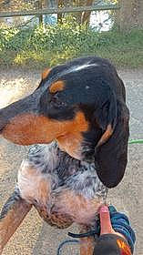 Rihanna participe au concours pour gagner de l'argent avec cette photo : carnivore, companion_dog, dog, dog_breed, hunting_dog, sharing, sporting_group, terrestrial_animal, working_animal, working_dog