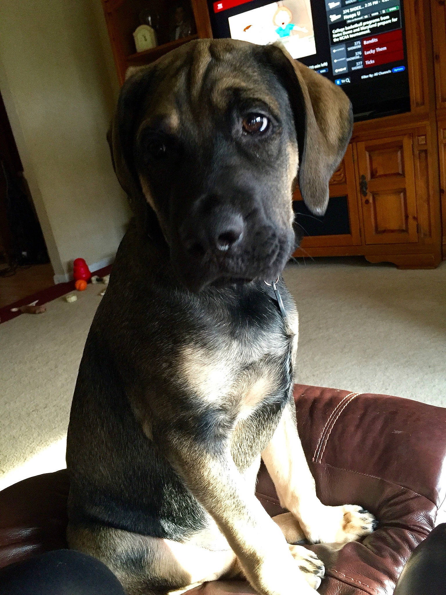 Titan joined the competition — help win amazing prizes! beagador, borador, canidae, carnivore, companion_dog, dog, dog_breed, fawn, guard_dog, mammal, snout, sporting_group, vertebrate, whiskers