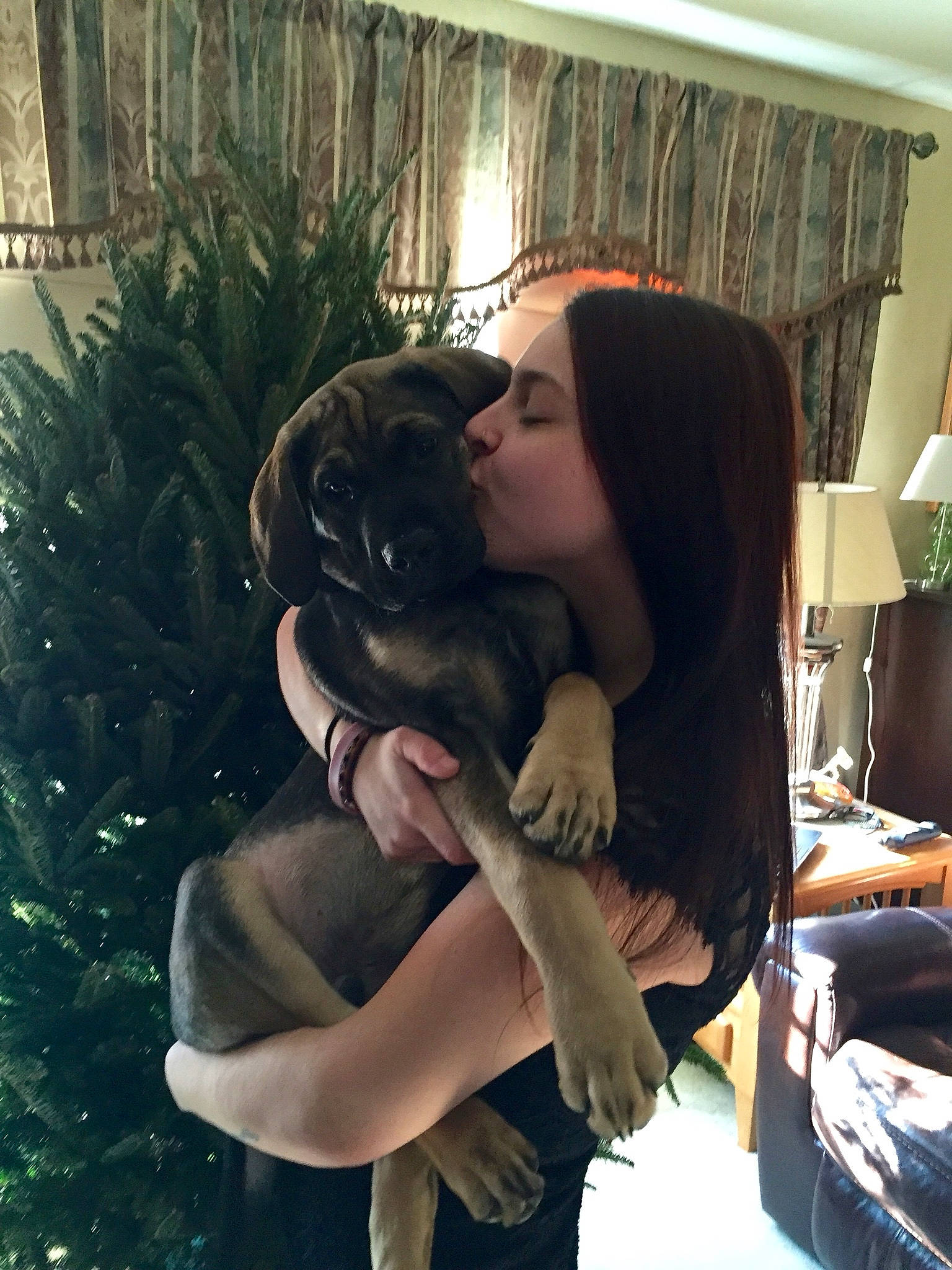 Titan is registered to the contest to win money with this photo: cane_corso, canidae, carnivore, companion_dog, dog, fawn, guard_dog, sporting_group