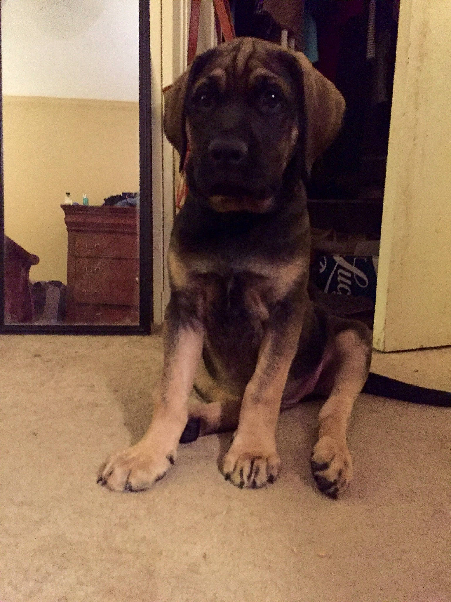 Titan joined the competition — help win amazing prizes! beagador, cane_corso, canidae, carnivore, dog, dog_breed, fawn, guard_dog, labrador_retriever, mammal, puppy, snout, sporting_group, vertebrate