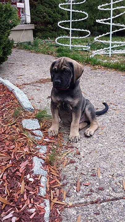 Titan joined the competition — help win amazing prizes! american_mastiff, canidae, carnivore, dog, dog_breed, english_mastiff, fawn, fila_brasileiro, mammal, sporting_group, vertebrate