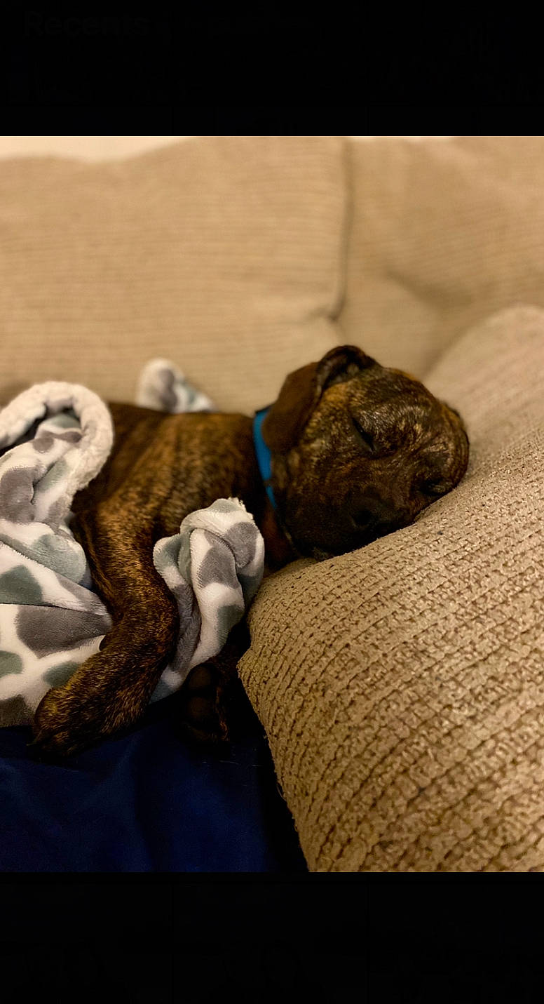 Bugs joined the competition — help win amazing prizes! carnivore, comfort, companion_dog, dog, dog_breed, fawn, felidae, fur, grey, linens, pet_supply, small_to_medium_sized_cats, snout, sporting_group, tail, terrestrial_animal, whiskers, wood, working_animal, wrinkle