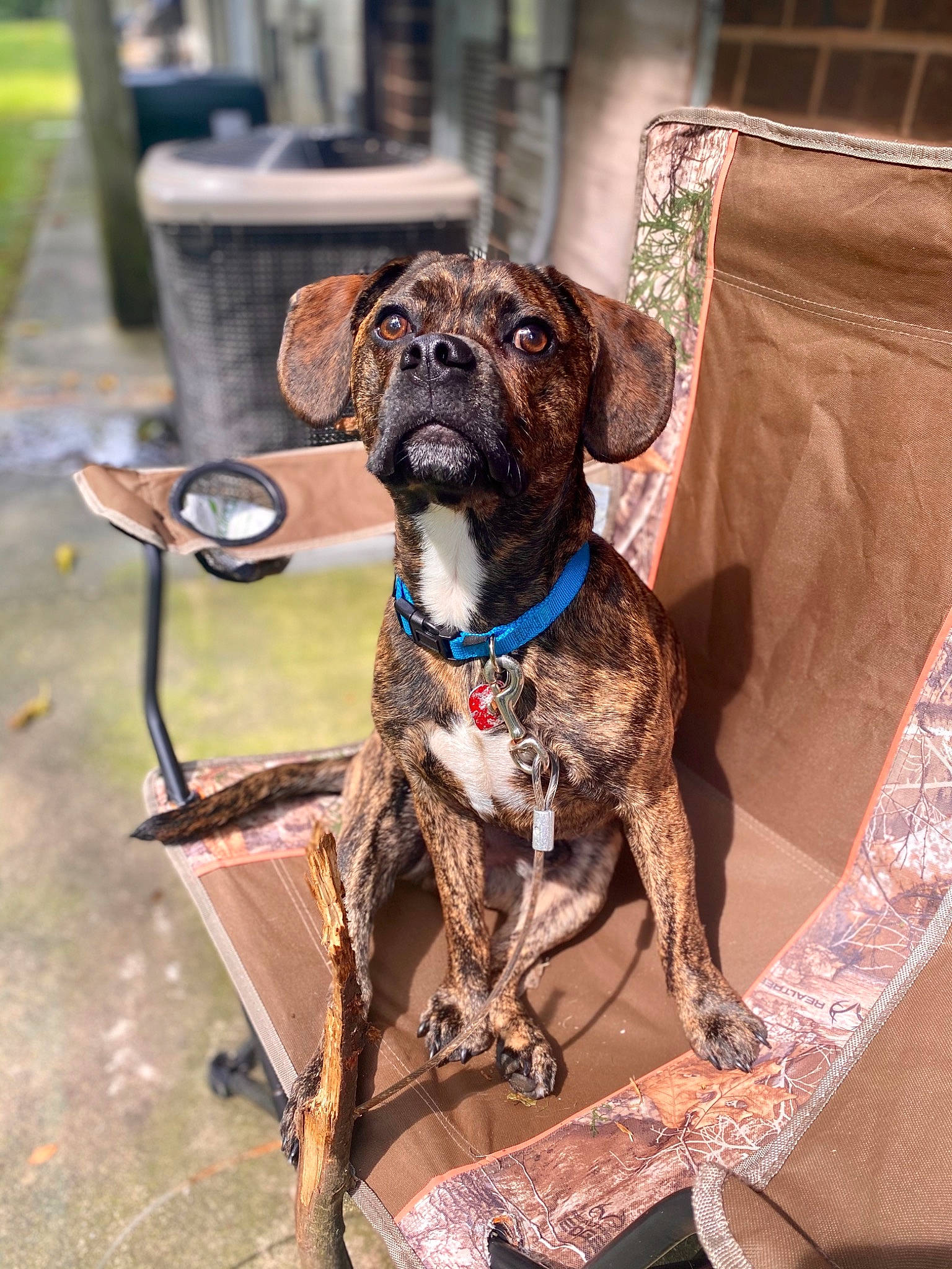 Bugs joined the competition — help win amazing prizes! brown, canidae, carnivore, collar, companion_dog, dog, dog_breed, dog_collar, dog_supply, fashion_accessory, fawn, gun_dog, leash, liver, pet_supply, snout, sporting_group, treeing_tennessee_brindle, working_animal, wrinkle