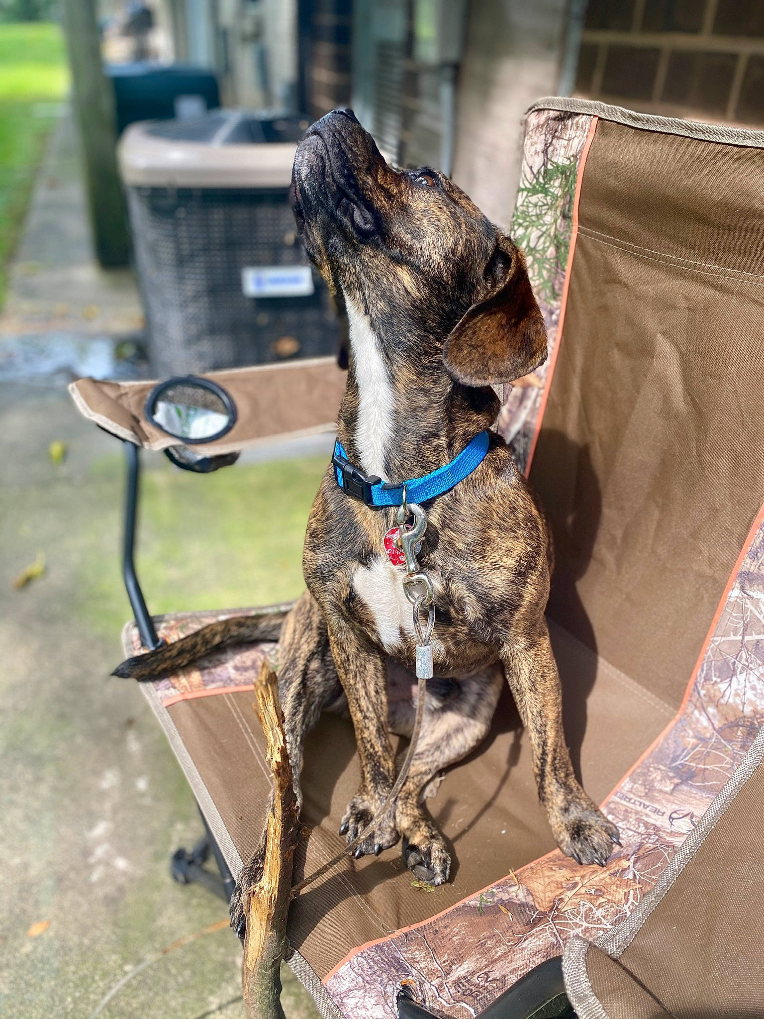 Bugs is registered to the contest to win money with this photo: bicycle_basket, canidae, carnivore, collar, companion_dog, dog, dog_breed, dog_collar, dog_supply, fawn, fur, leash, liver, metal, pet_supply, plant, snout, sporting_group, wood, working_animal