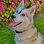 animal, canine, collar, daylight, dog, ears, flower, fur, garden, grass, greenery, happy, hydrangea, nature, outdoor, pet, pink_flower, portrait, siberian_husky, tongue_out