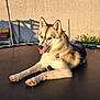 animal, backyard, collar, daylight, dog, fur, garden, grass, husky, outdoor, paw, pet, playful, relaxed, resting, shadow, sunlight, tongue_out, trampoline, wall