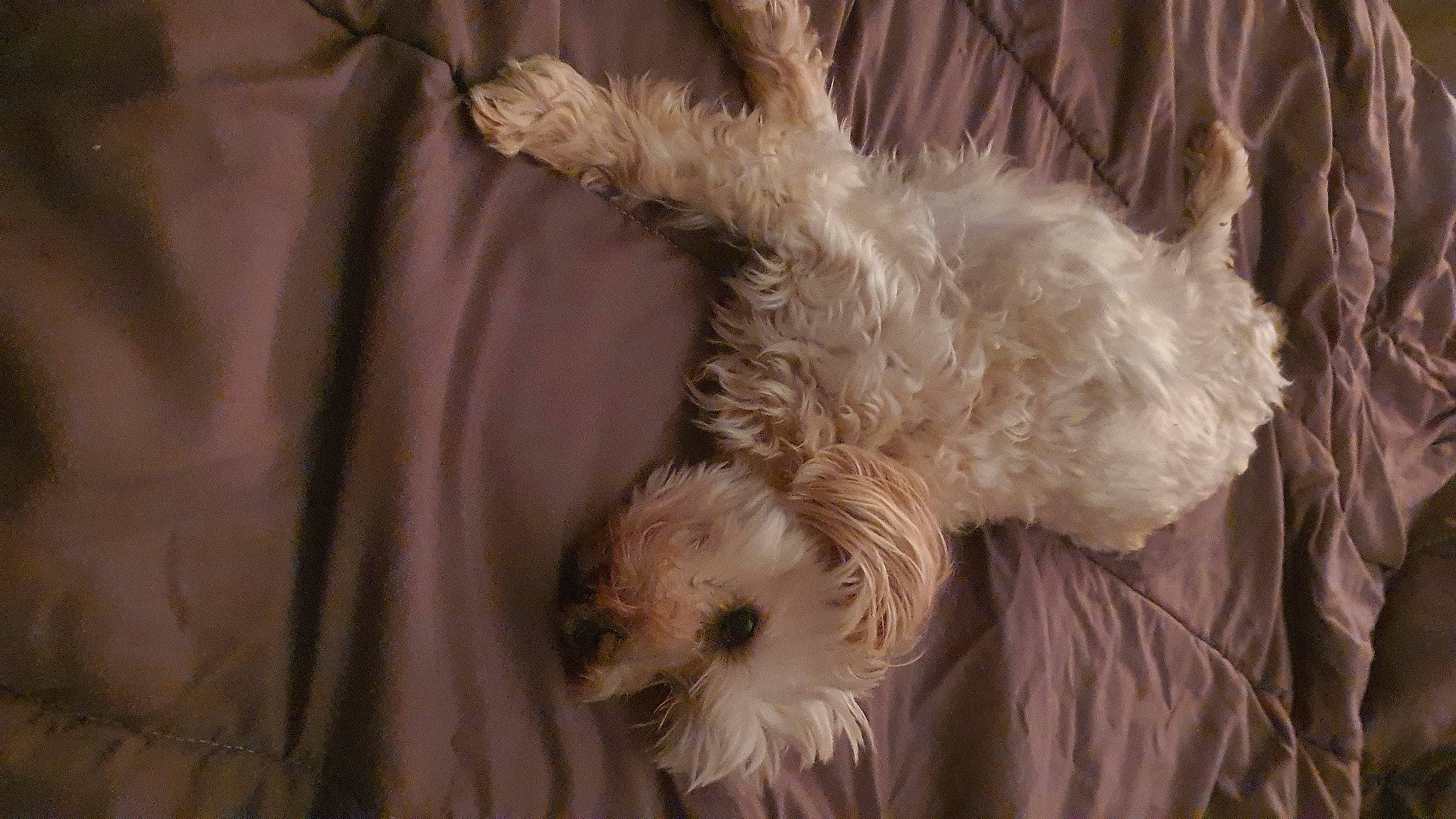 Fibie a rejoint le concours — aidez-le/la à gagner de superbes lots ! canidae, carnivore, companion_dog, dog, dog_breed, fawn, fur, goldendoodle, labradoodle, maltepoo, plant, poodle_crossbreed, puppy, small_terrier, snout, sporting_group, tail, terrier, toy_dog, whiskers