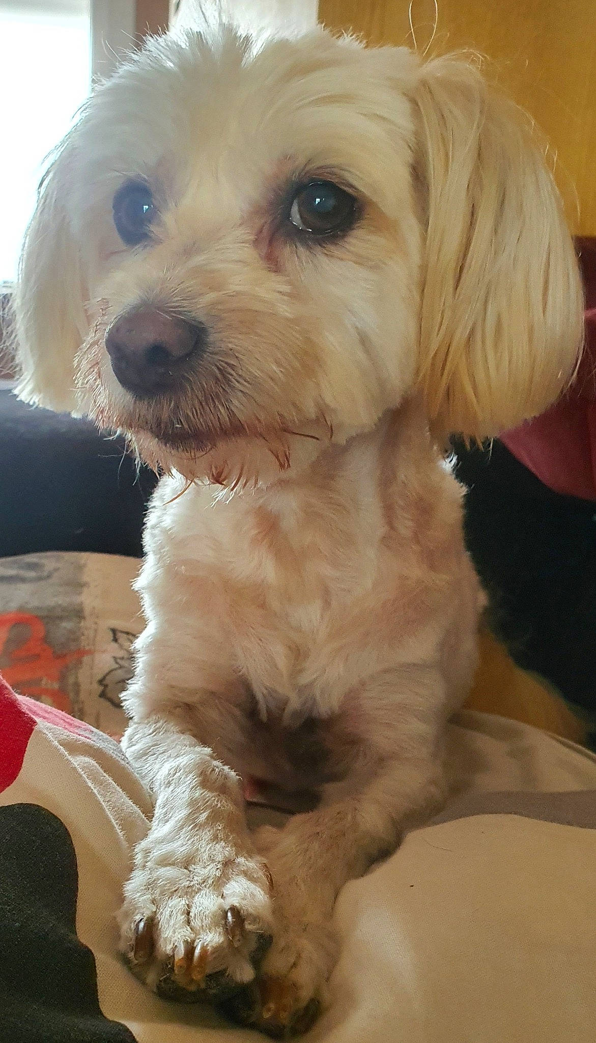 Fibie a rejoint le concours — aidez-le/la à gagner de superbes lots ! canidae, carnivore, companion_dog, dog, dog_breed, dog_collar, fur, happy, labradoodle, maltepoo, non_sporting_group, puppy_love, snout, sporting_group, toy_dog, water_dog, working_animal, yorkipoo