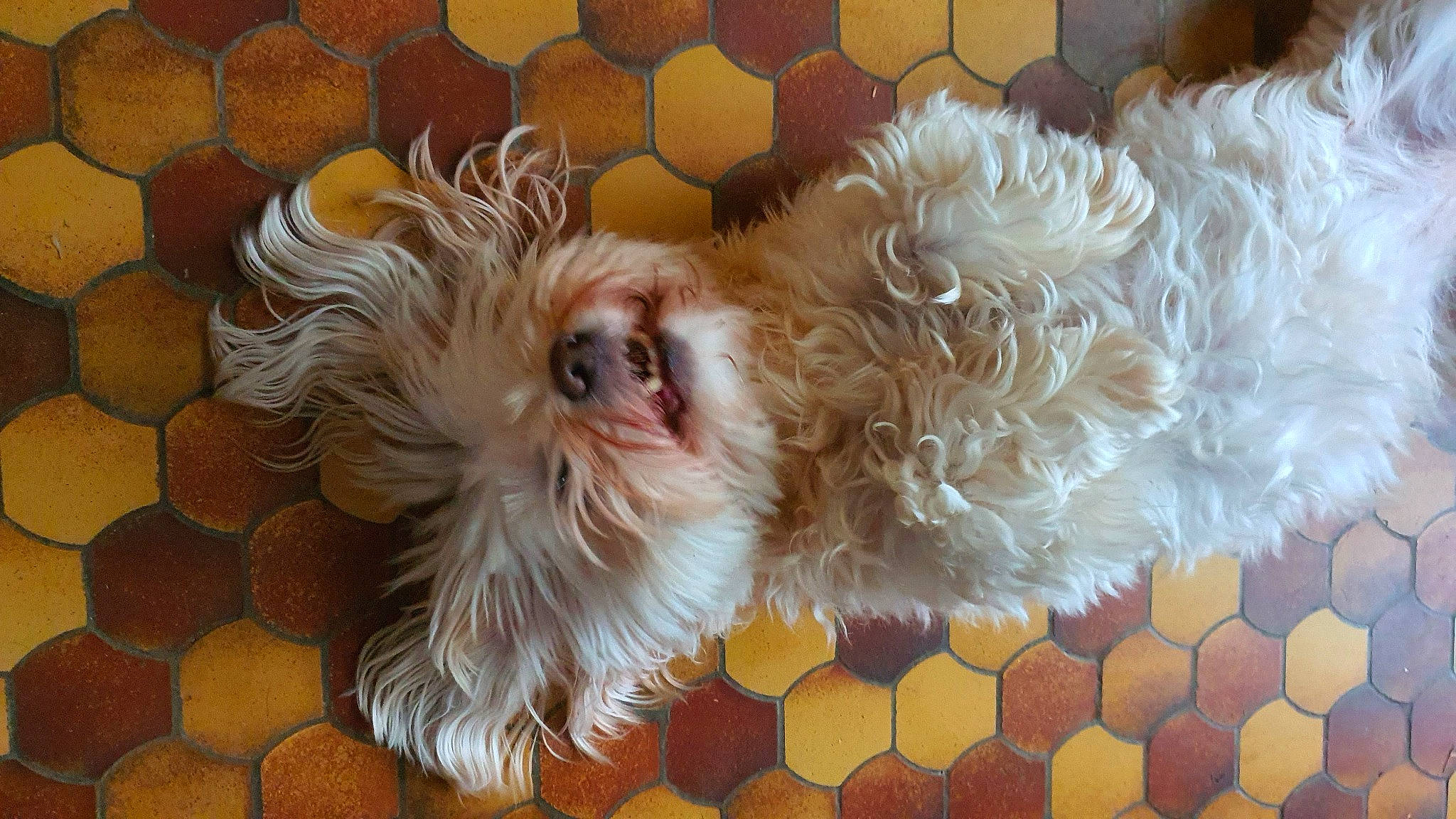 Fibie participe au concours pour gagner de l'argent avec cette photo : canidae, carnivore, companion_dog, dog, dog_breed, fawn, fur, liver, maltepoo, shih_poo, small_terrier, snout, sporting_group, terrier, toy, toy_dog, vertebrate, whiskers, working_animal, yorkipoo