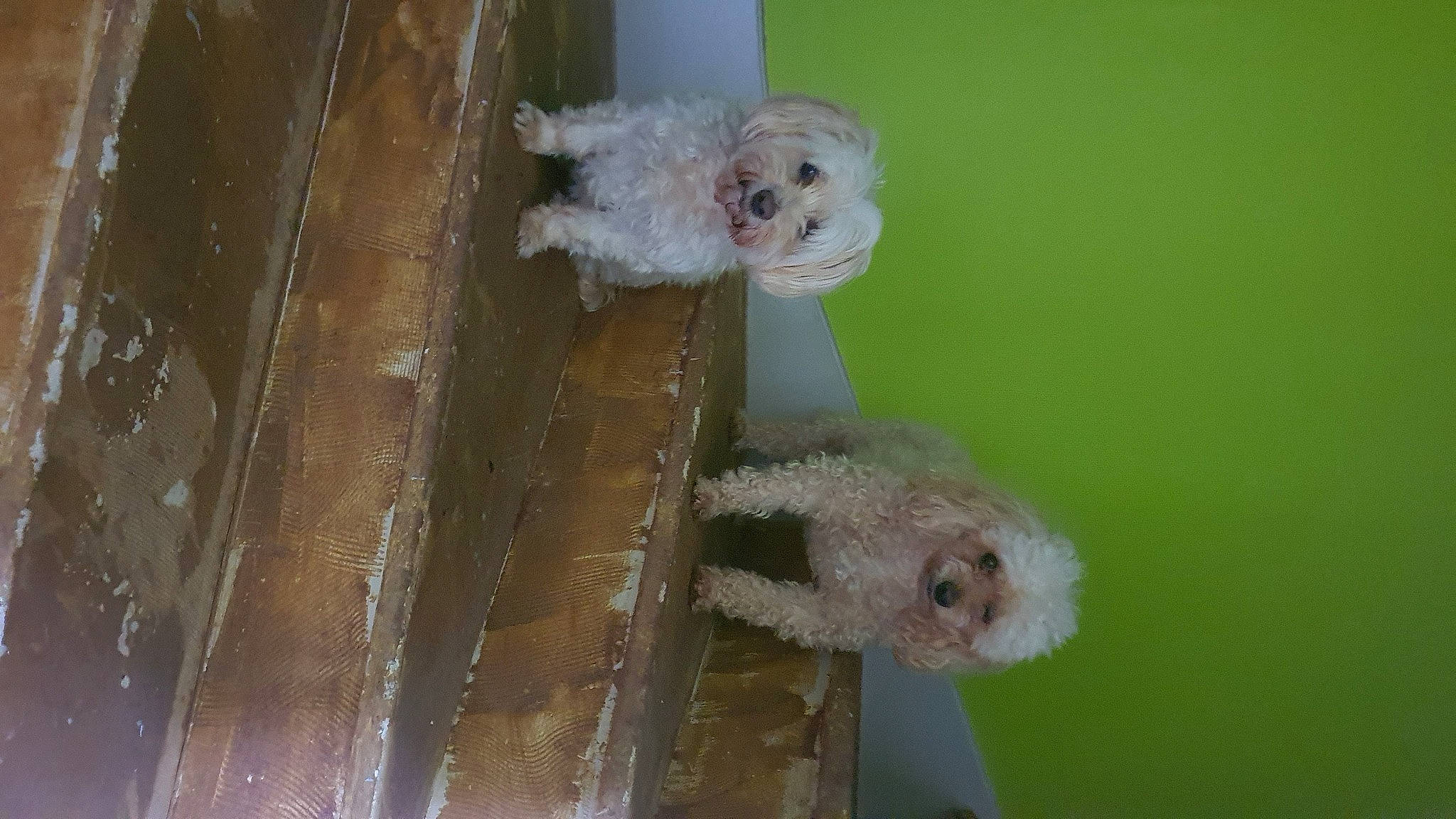 Fibie a rejoint le concours — aidez-le/la à gagner de superbes lots ! animal_shelter, cage, carnivore, companion_dog, dog, dog_breed, dog_supply, fawn, fur, mammal, pet_supply, snout, tail, terrestrial_animal, toy_dog, water, white, wood, working_animal