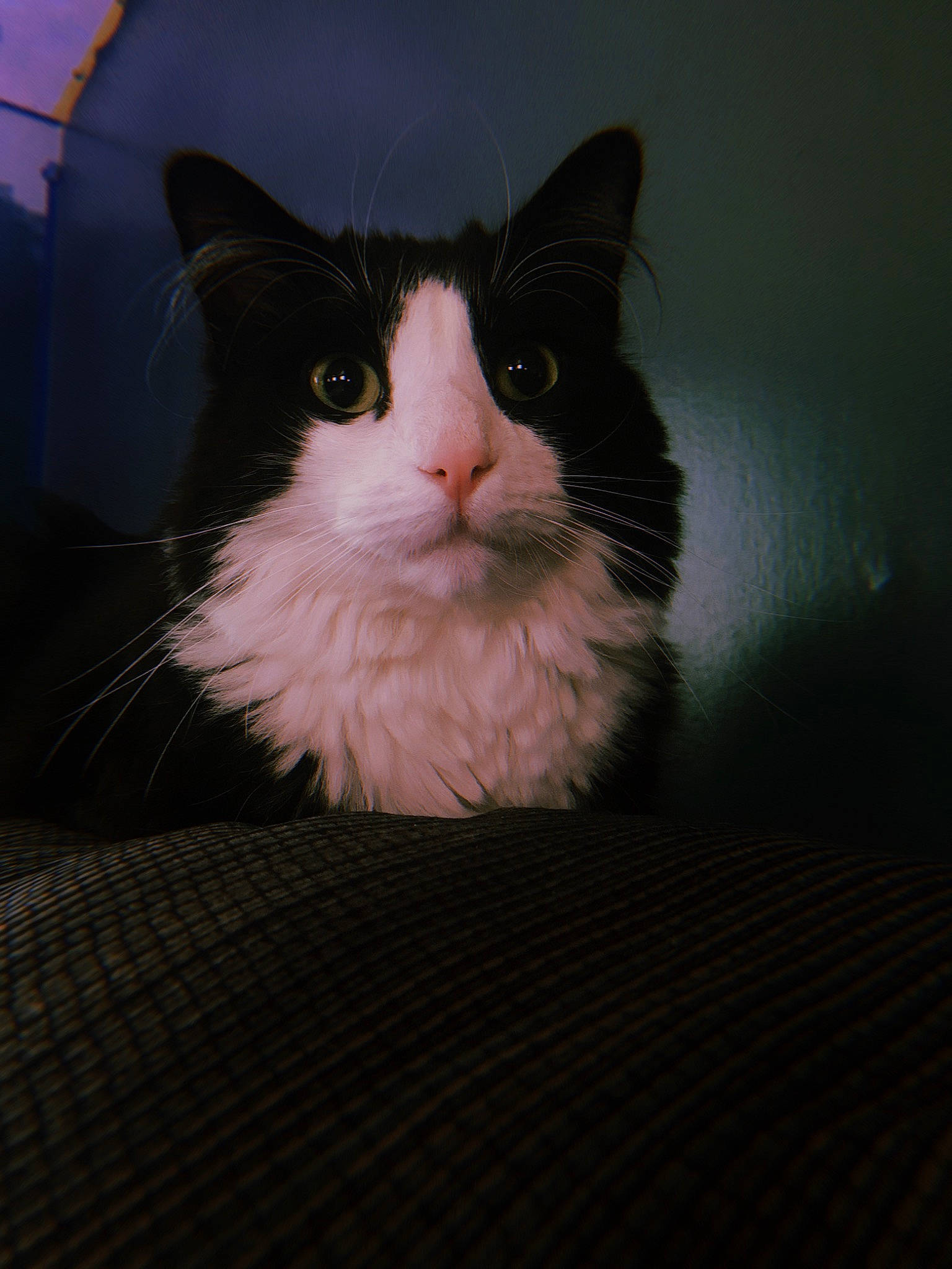 Alexander is registered to the contest to win money with this photo: carnivore, cat, comfort, darkness, domestic_short_haired_cat, felidae, flooring, formal_wear, fur, hardwood, iris, paw, sitting, small_to_medium_sized_cats, snout, tail, whiskers, wood