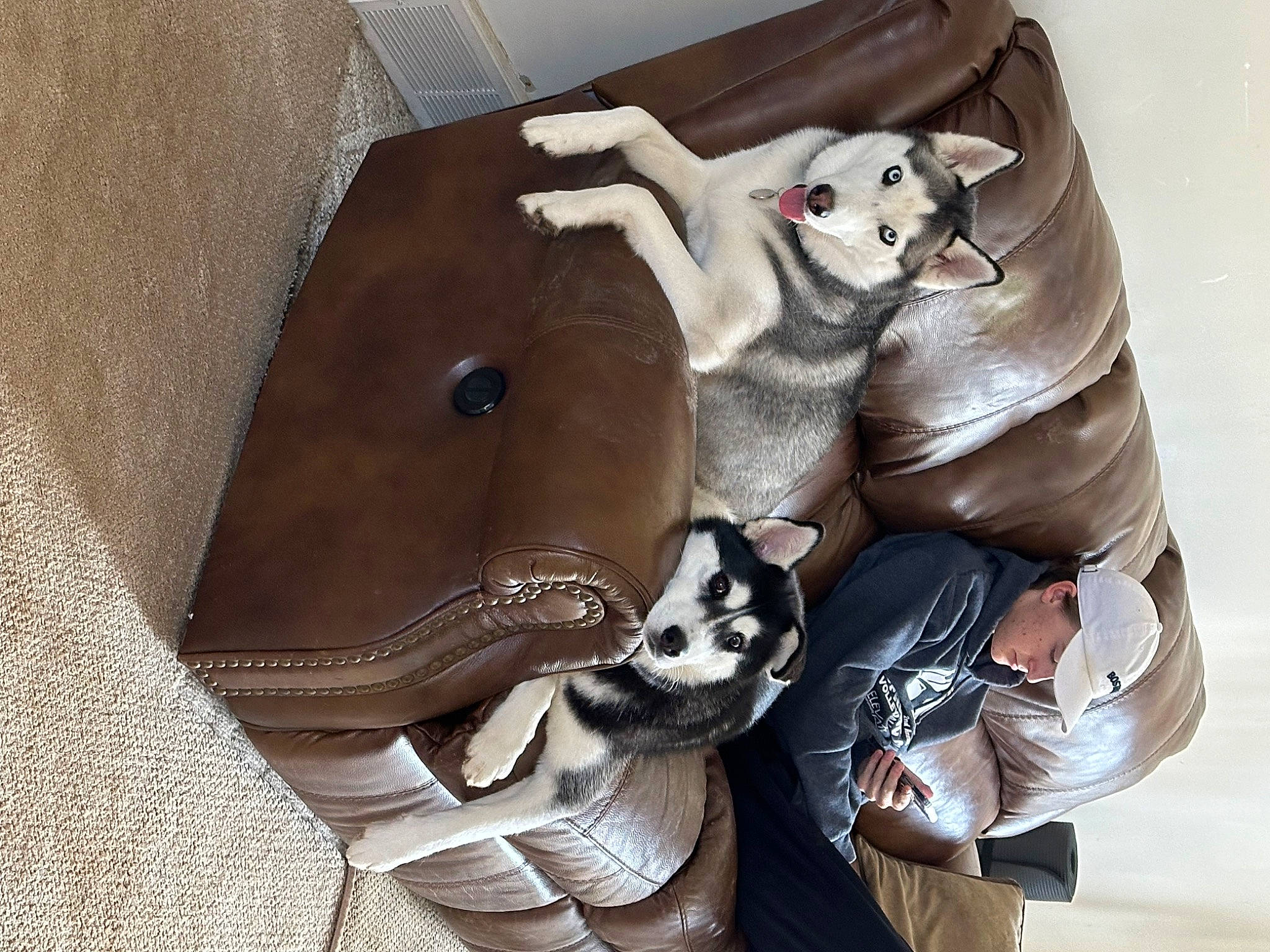 Minnie joined the competition — help win amazing prizes! baby_products, bag, baggage, carmine, comfort, companion_dog, fashion_accessory, fawn, fur, grey, linens, luggage_and_bags, outdoor_shoe, personal_protective_equipment, plush, snout, sportswear, stuffed_toy, toy, working_animal