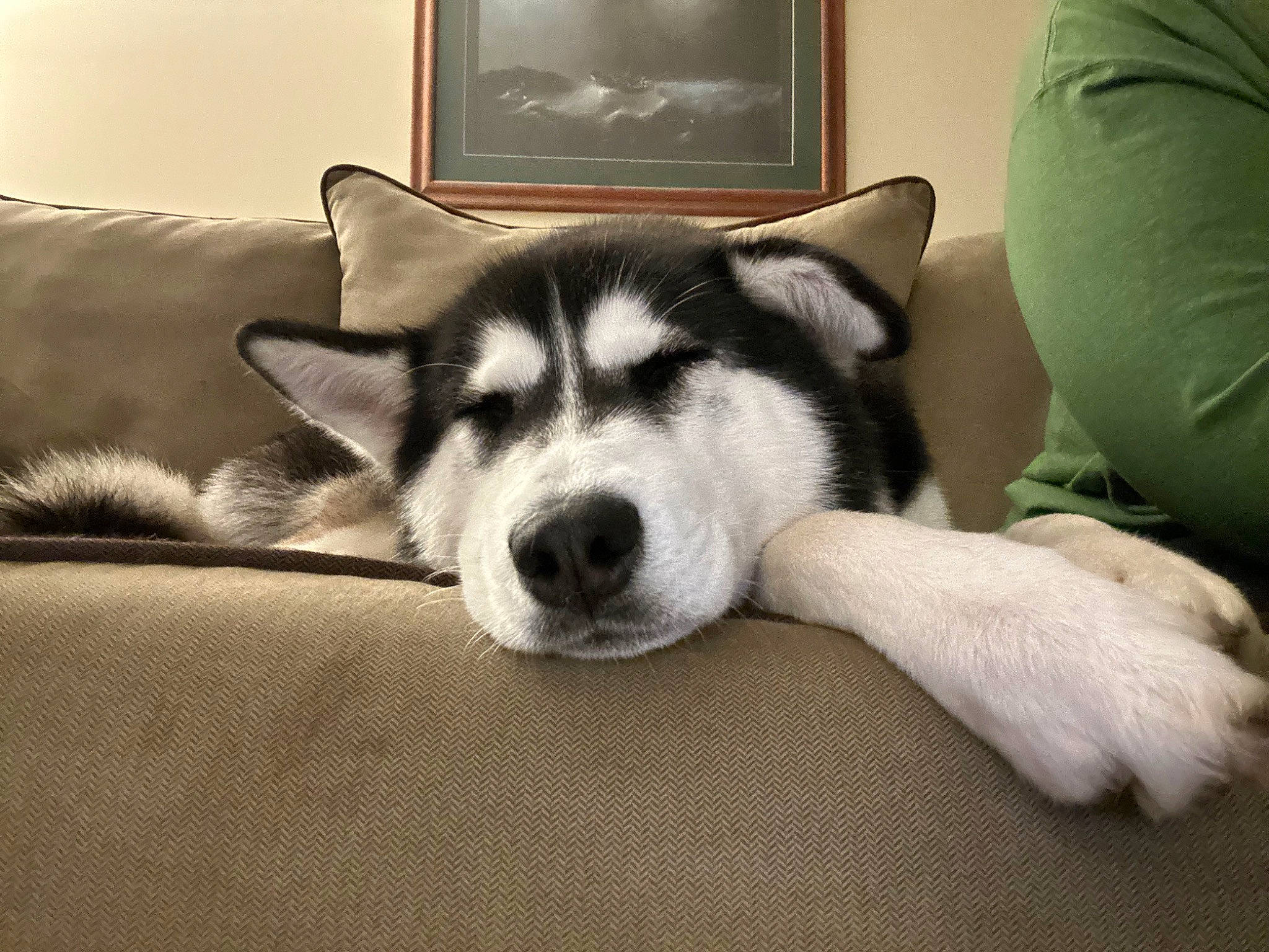 Minnie joined the competition — help win amazing prizes! canidae, carnivore, comfort, companion_dog, couch, dog, dog_breed, foot, fur, jaw, picture_frame, siberian_husky, sitting, sled_dog, snout, sporting_group, terrestrial_animal, whiskers, working_animal, working_dog