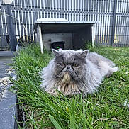 Aloha participe au concours pour gagner de l'argent avec cette photo : cat, gray_cat, fluffy, grass, outdoor, fence, planter, shelter, pet, animal, nature, lawn, relaxed, fur, greenery, domestic_cat, resting, garden, quiet, daytime