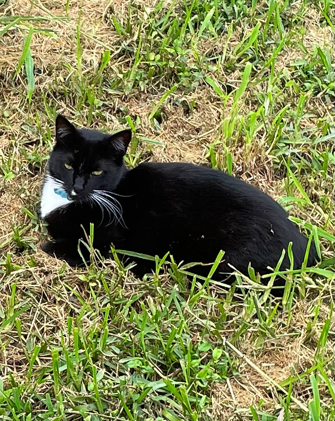Tazzy is registered to the contest to win money with this photo: black_cat, bombay, carnivore, cat, domestic_short_haired_cat, felidae, flowering_plant, fur, grass, groundcover, herbaceous_plant, plant, small_to_medium_sized_cats, snout, tail, terrestrial_animal, whiskers