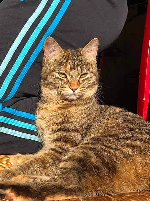 Pïo participe au concours pour gagner de l'argent avec cette photo : american_bobtail, asian, california_spangled, carnivore, cat, domestic_short_haired_cat, dragon_li, european_shorthair, felidae, kitten, maine_coon, mammal, norwegian_forest_cat, pixie_bob, small_to_medium_sized_cats, tabby_cat, toyger, vertebrate, whiskers, wild_cat