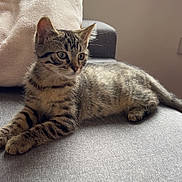 Apollon participe au concours pour gagner de l'argent avec cette photo : kitten, cat, tabby, feline, pet, indoor, couch, pillow, gray, beige, window, resting, curious, young, fur, whiskers, ears, animal, domestic, relaxed
