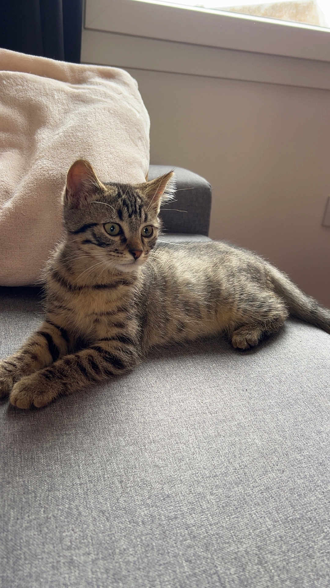 Apollon participe au concours pour gagner de l'argent avec cette photo : kitten, cat, tabby, feline, pet, indoor, couch, pillow, gray, beige, window, resting, curious, young, fur, whiskers, ears, animal, domestic, relaxed