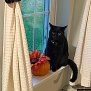 Suki is registered to the contest to win money with this photo: cat, black_cat, pet, animal, sitting, windowsill, window, curtains, pumpkin, sunflower, autumn, halloween, indoor, home, portrait, fluffy_tail, yellow_eyes, collar, decoration, cozy