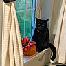 cat, black_cat, pet, animal, sitting, windowsill, window, curtains, pumpkin, sunflower, autumn, halloween, indoor, home, portrait, fluffy_tail, yellow_eyes, collar, decoration, cozy