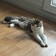 Maya participe au concours pour gagner de l'argent avec cette photo : cat, indoor, wooden_floor, relaxed, lounging, pet, animal, feline, tabby, white_paws, window, door, natural_light, domestic, fur, resting, quiet, home, curious, calm