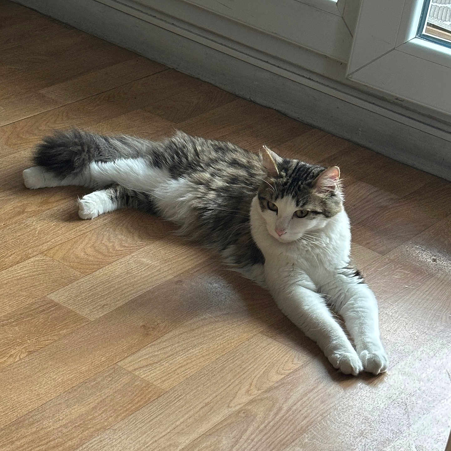 Maya