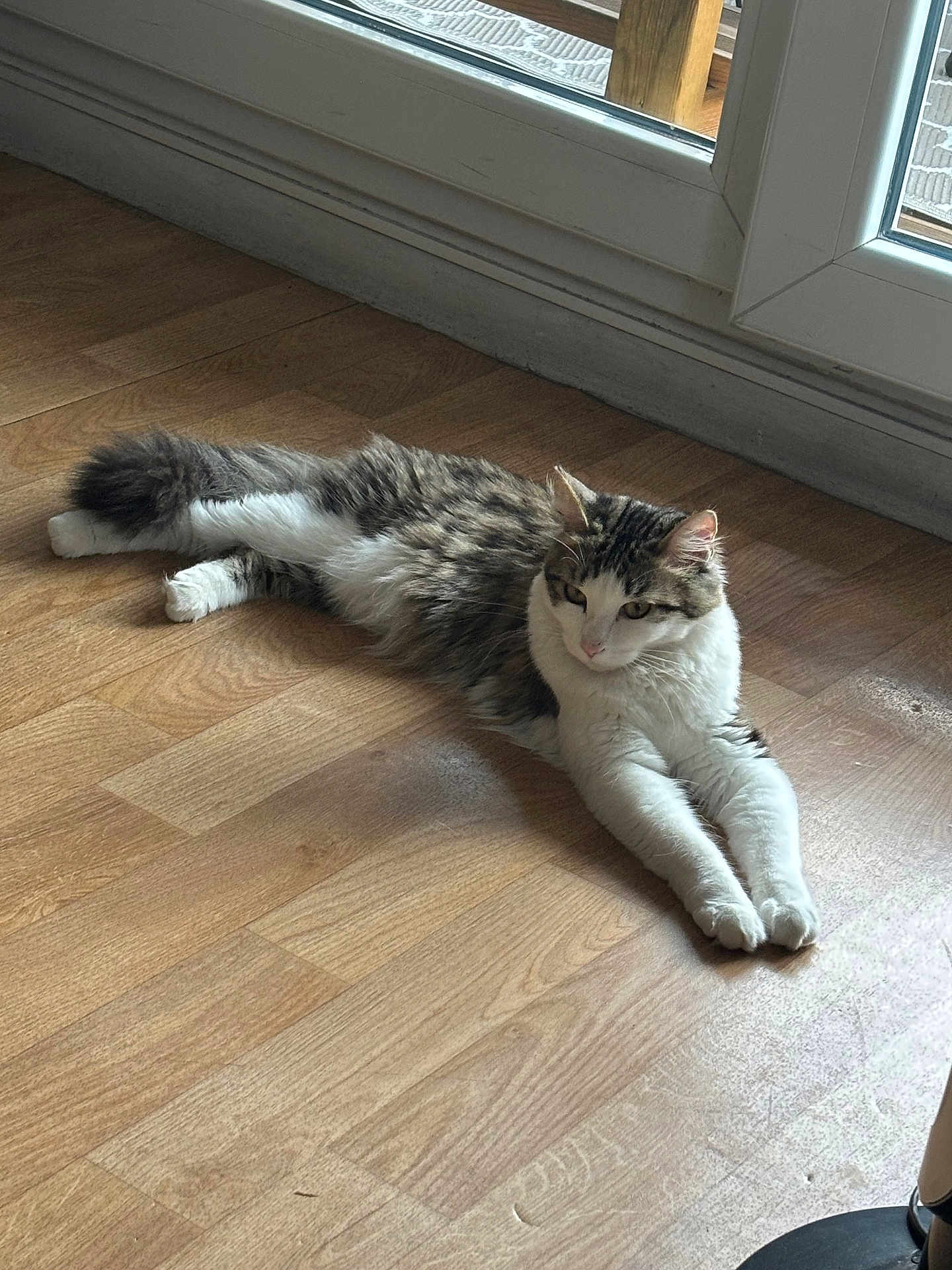 Maya