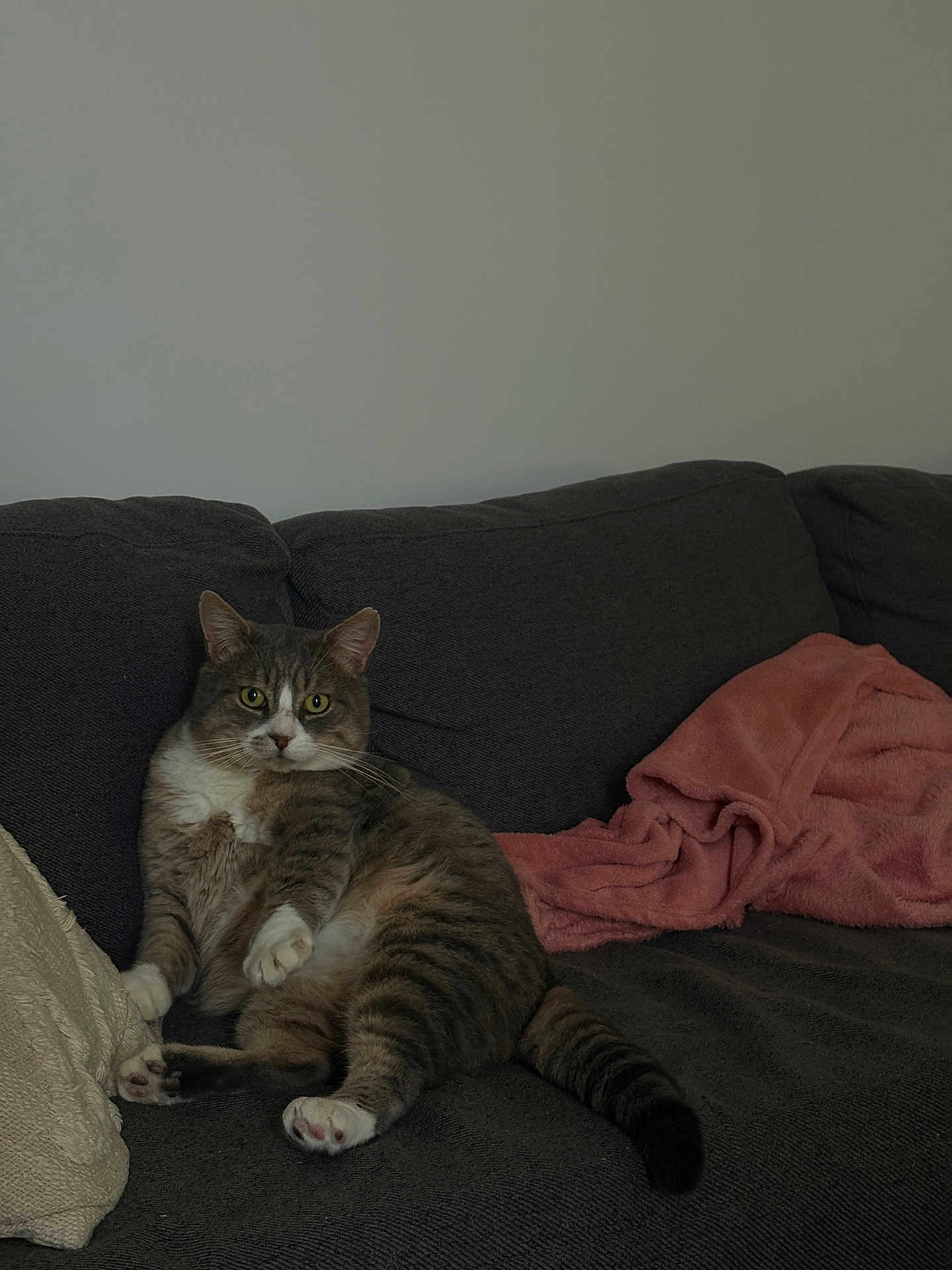 Mimi participe au concours pour gagner de l'argent avec cette photo : cat, tabby_cat, pet, indoor, couch, sofa, blanket, pillow, fur, whiskers, relaxed, domestic_animal, feline, resting, looking, living_room, cozy, home, animal, cute